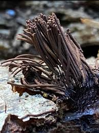 Image result for Stemonitis splendens