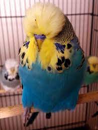 show muhabbet budgies bird pet birds funny birds