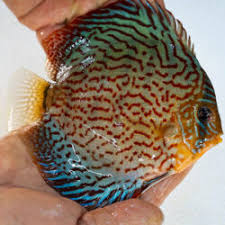 We did not find results for: Blue Discus Fish For Sale Online Jack Wattley Discus