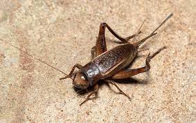 Schendel pest services have been working in the topeka, kansas area and throughout several other regional states of the midwest. Blog Are Crickets In New Braunfels Tx Dangerous