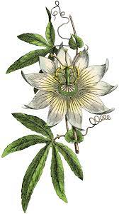 12 White Botanical Flower Images Updated Flower Drawing Botanical Flowers Botanical Drawings