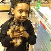 New york pet stores are buying puppies from some of the worst puppy mills in the midwest. The Puppy Boutique Pet Service In Bensonhurst