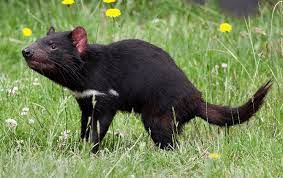 El demonio de tasmania presenta una complexión robusta con unas dimensiones variables en función de la dieta, el hábitat y la edad. Las Caracteristicas Del Demonio De Tasmania Un Animal En El Peligro De Extincion Animalesmascotas