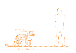 Download Snow Leopard Dimensions Drawings Dimensions Com