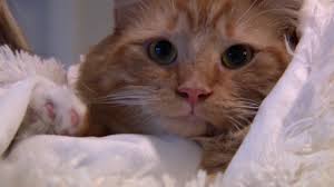 This is inhumane and ineffective. Global Cat Day Archives 47abc