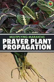 Pin On Homesteading General Gardening Ideas