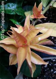 Image result for Pereskia aculeata