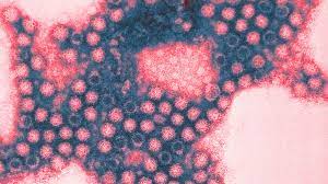 Pathogens Definition Types Diseases Prevention And More