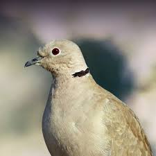 George asked if he could have a horse, but his parents said no there are also tanks with rocks and sand that have snakes, spiders, and scorpions, but george is afraid of them. Dove Personality Food Care Pet Birds By Lafeber Co