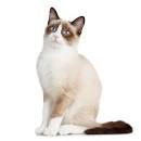 Snowshoe Cat Breed Information, Pictures, Characteristics ...