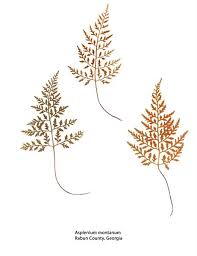 Image result for Asplenium holstii