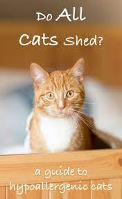 Cats That Don T Shed A Guide To Hypoallergenic Cat Breeds Cat Breeds Hypoallergenic Hypoallergenic Cats Cats That Dont Shed