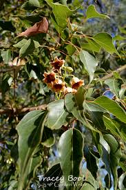 Image result for Brachychiton populneus