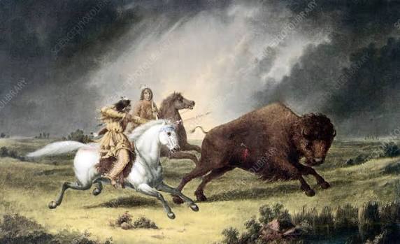 Assiniboine Indian bison hunt - Stock Image - C052/7784 - Science Photo Library