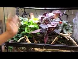 Carpet Chameleon 24 X 18 X 18 Exo Terra Bio Dude Bioactive Terrarium Update Video Youtube
