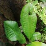 Image result for Manilkara obovata