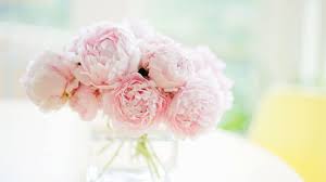 Peony flower bloom blossom peonies nature flora pink spring garden. Light Pink Peonies Bouquet Wallpapers Wallpaper Cave