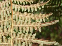 Image result for Pteridium aquilinum