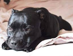 Staffordshire Terrier Staffy Dog Black Pitbull Puppies Pitbull Terrier