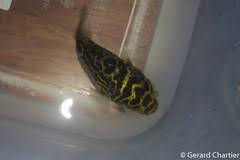 In case if for whatever reason we can't get the fishes in the 10 working days your payment will be refunded. Eyespot Puffer Dichotomyctere Ocellatus Inaturalist