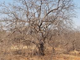 Image result for Commiphora viminea