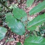 Image result for Pycnanthus