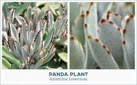 20 Popular Types Of Succulents Ftd Com Types Of Succulents Succulent Landscaping Plants