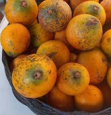 Image result for Pouteria