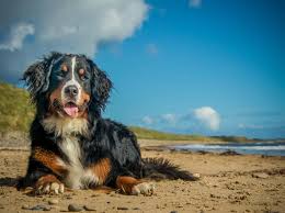 Der berner sennenhund ist ein kräftiger hund, der bis zu 70 cm schulterhöhe erreicht. Haltung Und Pflege Berner Sennenhund