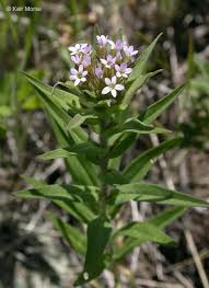 Image result for Polemoniaceae