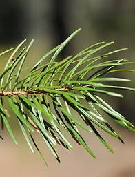 Image result for Pseudovigna