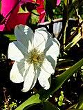 Image result for Clematis uhehensis