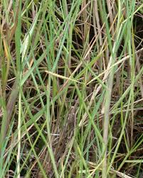 Image result for Paspalum vaginatum
