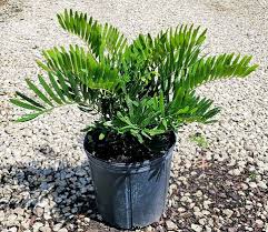 Image result for Psychotria pumila