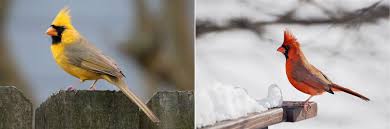 Check spelling or type a new query. Why Is This Northern Cardinal Yellow Audubon