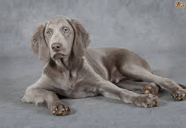 a feeding guide for weimaraners pets4homes