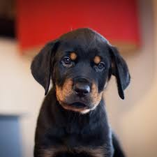 It will risk life and limb to defend its family. Rottweiler Puppies Home Facebook