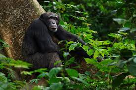 HIVの起源は「サルを食べたチンパンジー」か | WIRED.jp