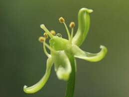 Image result for Bowiea volubilis