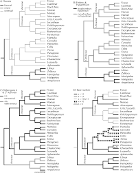 Image result for Chaetachme