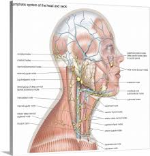 Cervical spine sections regarding the atlas (c1), the c4 and c7 vertebrae with paraspinal muscles, the muscles of the neck and back as well as the relationship with the. Lymphatic System Of The Head And Neck Wall Art Canvas Prints Framed Prints Wall Peels Great Big Canvas