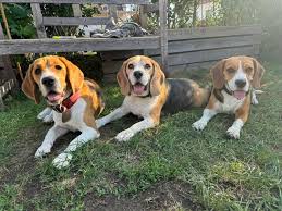 Image result for bígl