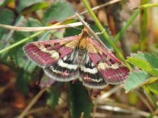 Image result for Pyrausta sanguinalis