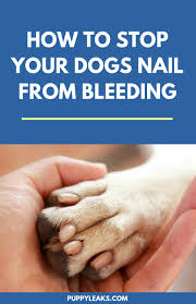 The problem you will most likely encounter (as i do with my boston terrier) is the dog's reluctance to allow you to cut their nails. 5 Ways To Stop Your Dogs Nail From Bleeding Puppy Leaks