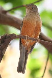 Brazil National Bird Google Search Bird Pet Birds Beautiful Birds