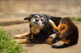 Image result for scabies dog ear