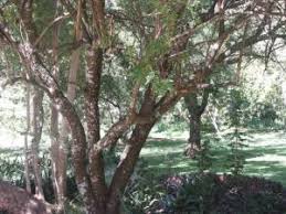 Image result for Searsia leptodictya