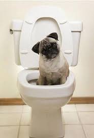 Egitim Pug Kopekleri Hakkinda Hersey Pugtr Pug Kopek Sahiplerinin Bulusma Noktasi Pug Toplulugu Pug Pug Kopekler Kopek