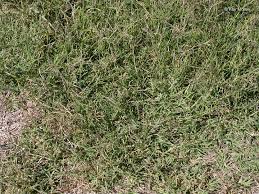 Image result for Cynodon incompletus