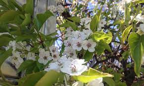 For pictures you may go to butterfly park, saket, delhi and sector 16 market where to click java rani flowers: Flowering Trees In Nyc Parks Nyc Parks